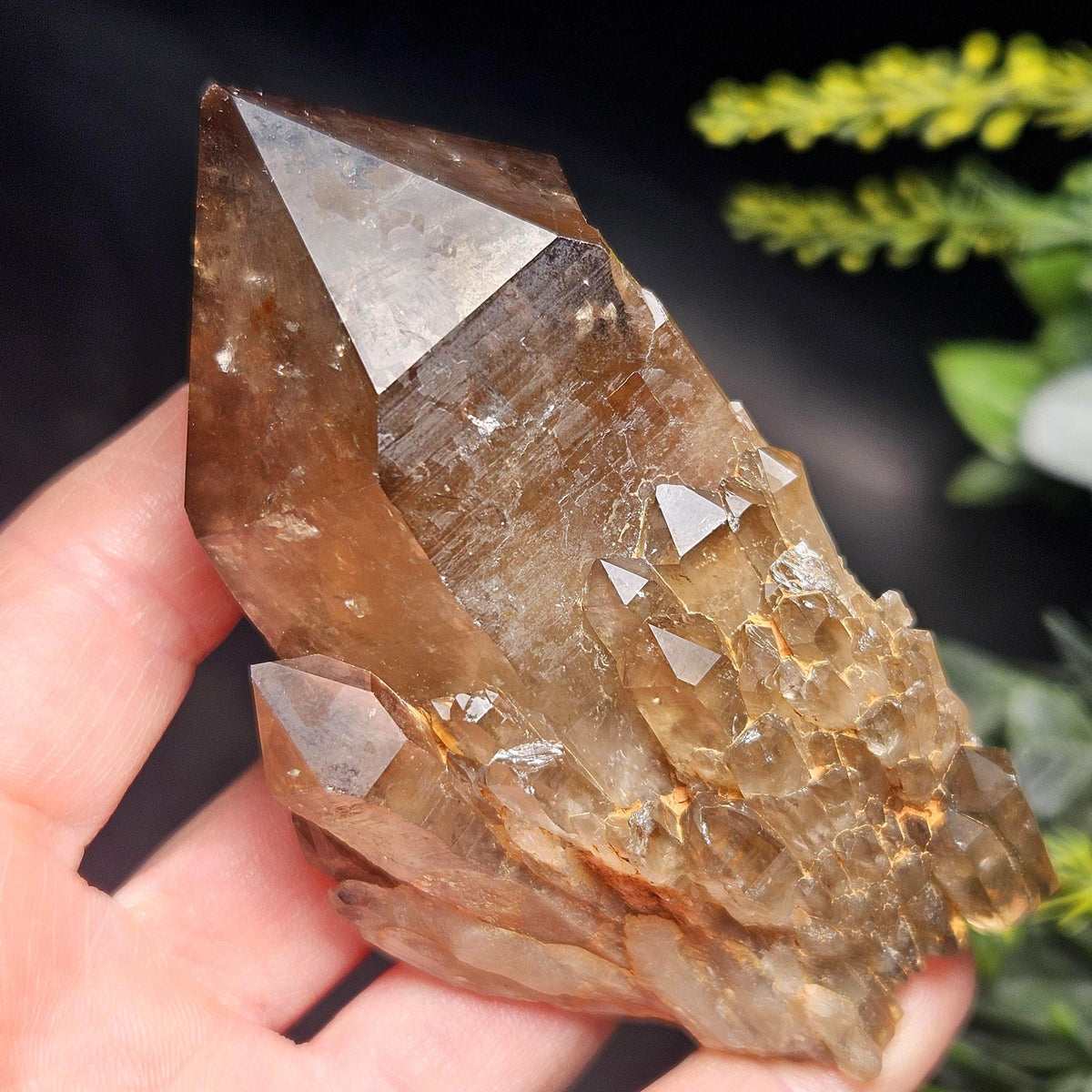 Kundalini Congo Citrine Quartz Cluster 196g, Smoky Citrine Crystal Multi
