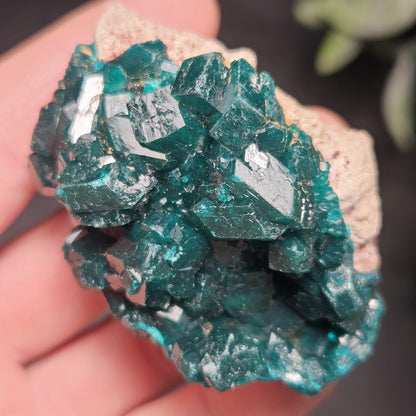 Dioptase Crystal Cluster from Congo 66.30g
