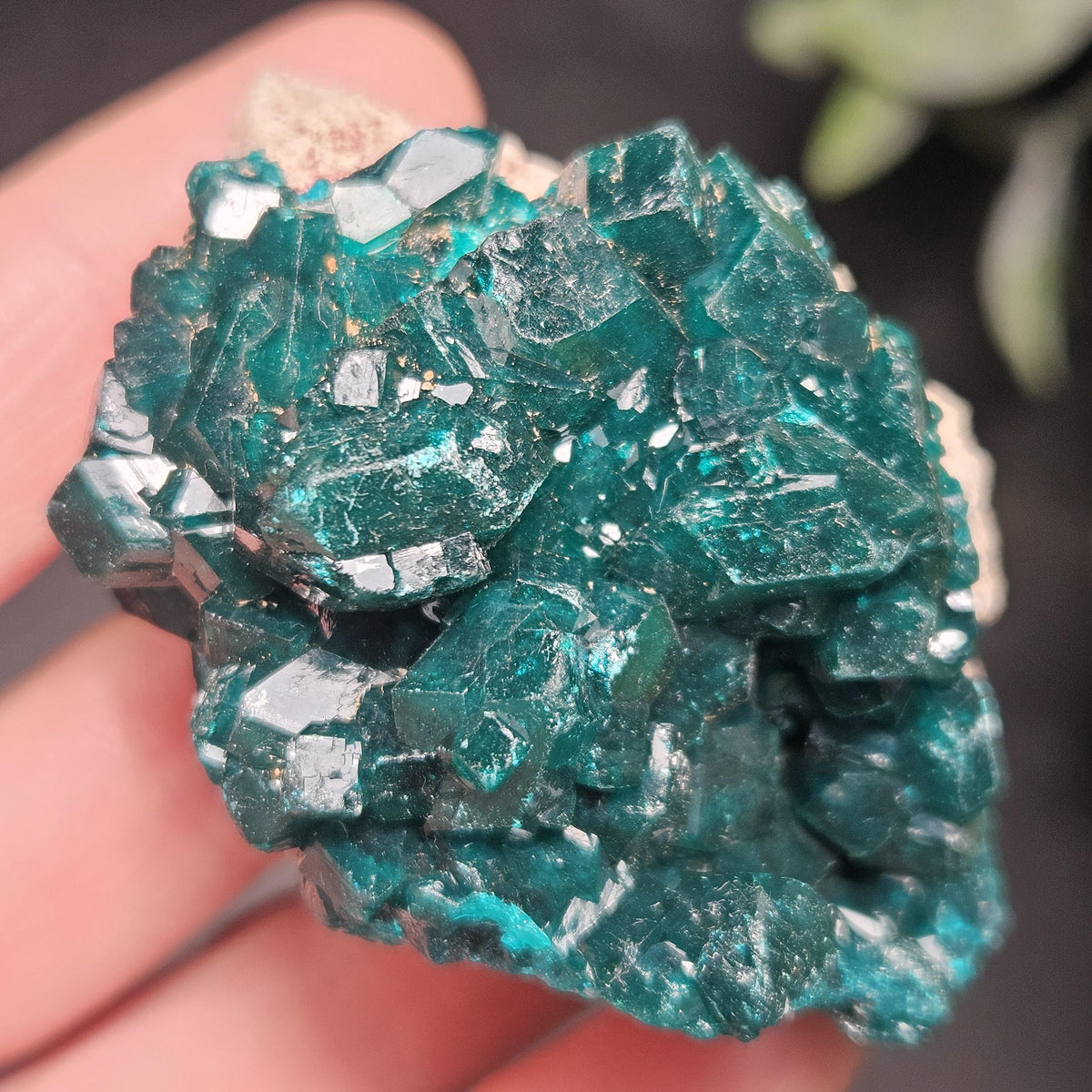 Dioptase Crystal Cluster from Congo 66.30g