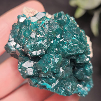 Dioptase Crystal Cluster from Congo 66.30g