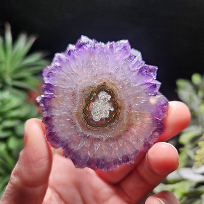 Uruguay Amethyst Stalactite Slice (55 x 55mm)