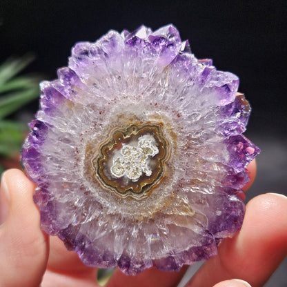Uruguay Amethyst Stalactite Slice (55 x 55mm)