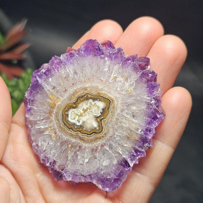 Uruguay Amethyst Stalactite Slice (55 x 55mm)