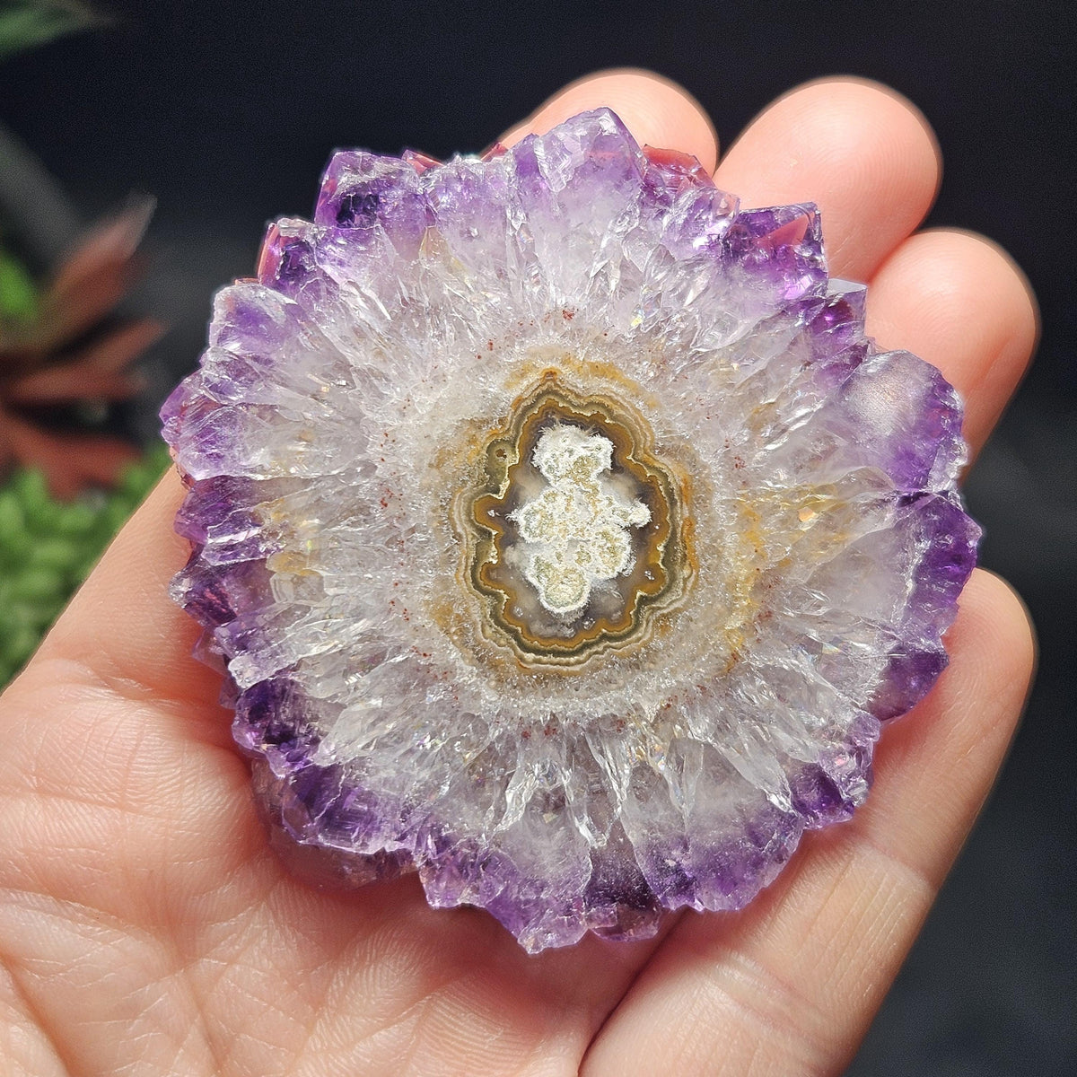 Uruguay Amethyst Stalactite Slice (55 x 55mm)