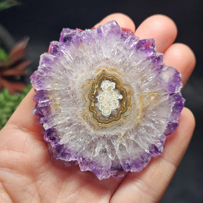 Uruguay Amethyst Stalactite Slice (55 x 55mm)