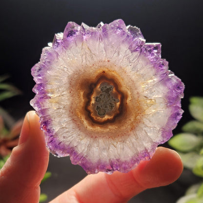 Uruguay Amethyst Stalactite Slice (55 x 55mm)