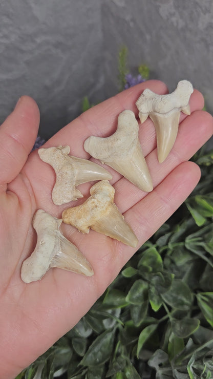Shark Tooth
