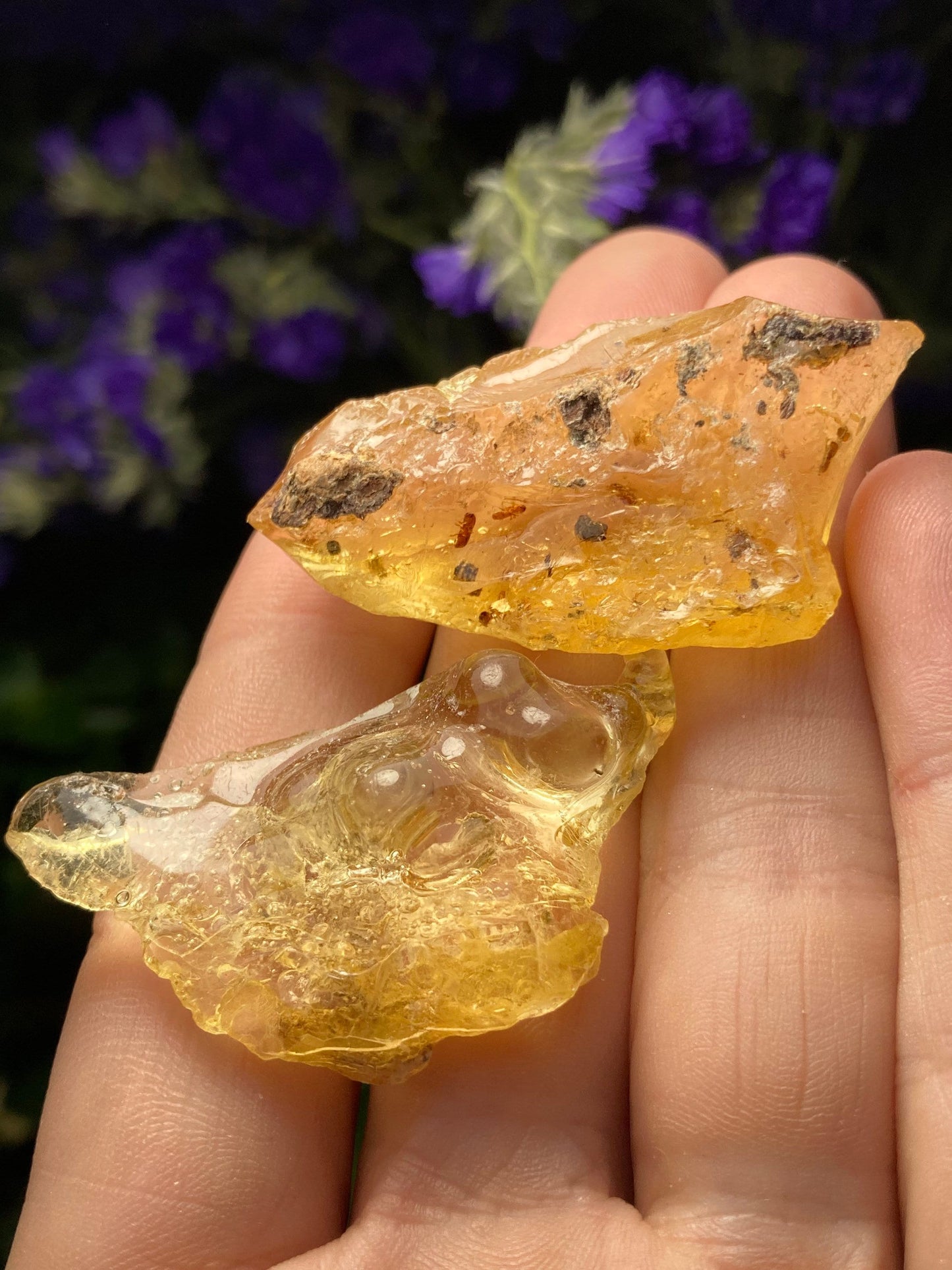 Amber Insect Inclusions