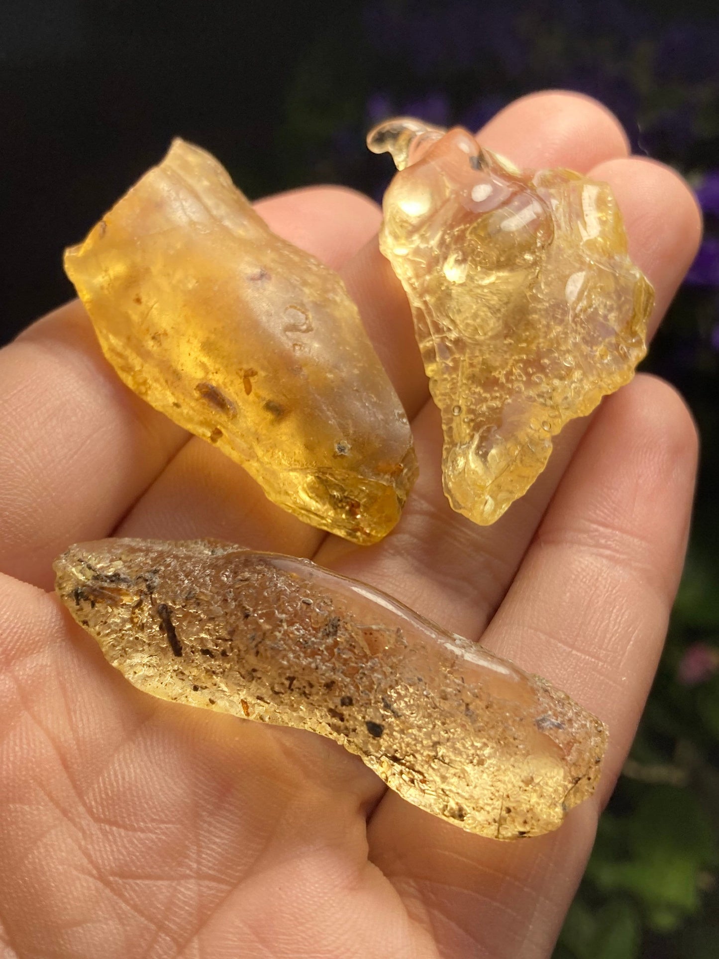 Amber Insect Inclusions