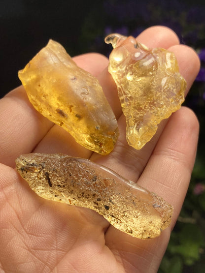 Amber Insect Inclusions