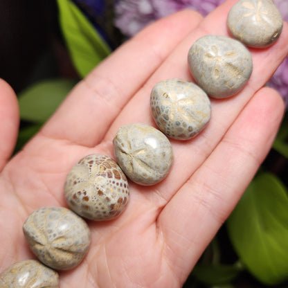 Sand Dollar Fossil