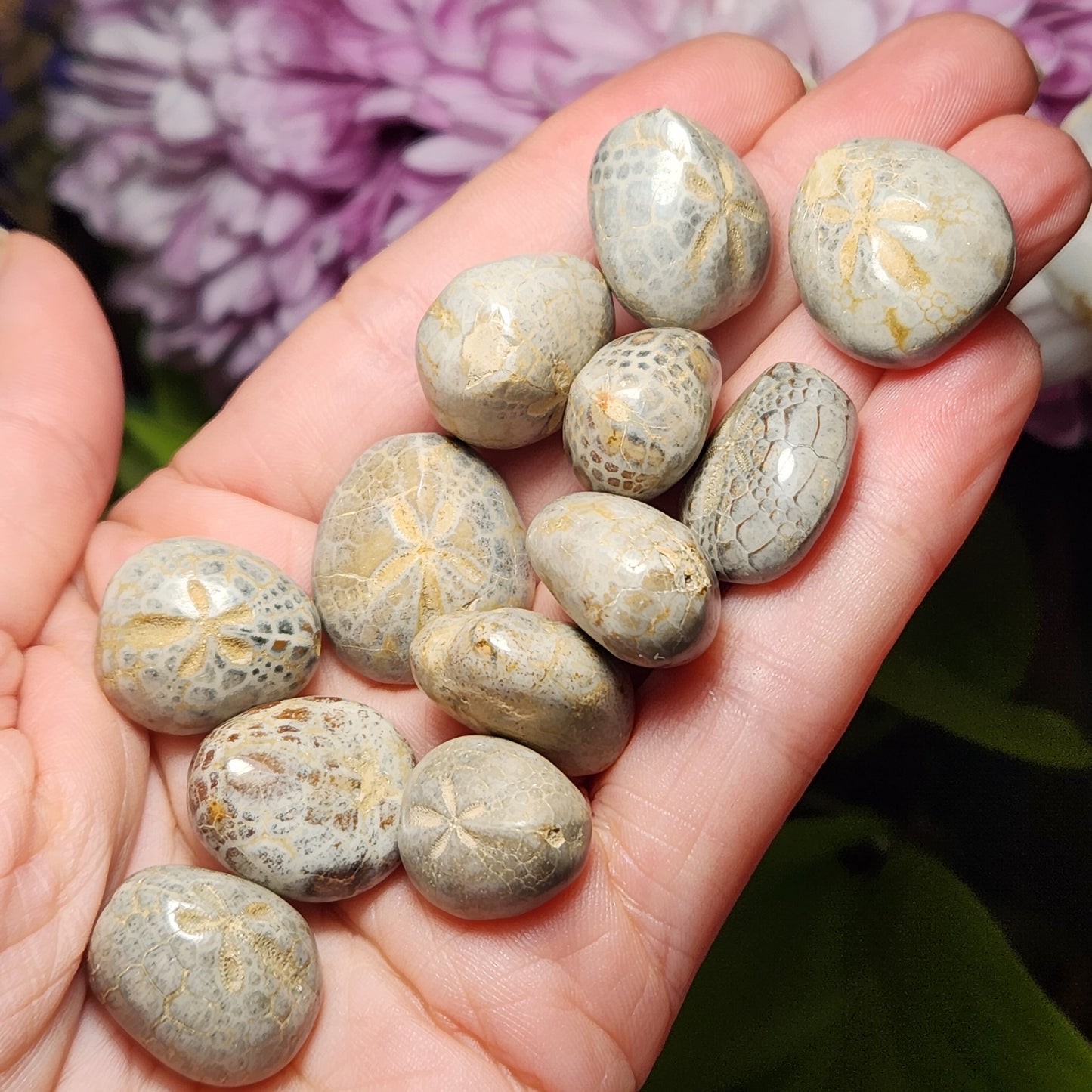 Sand Dollar Fossil