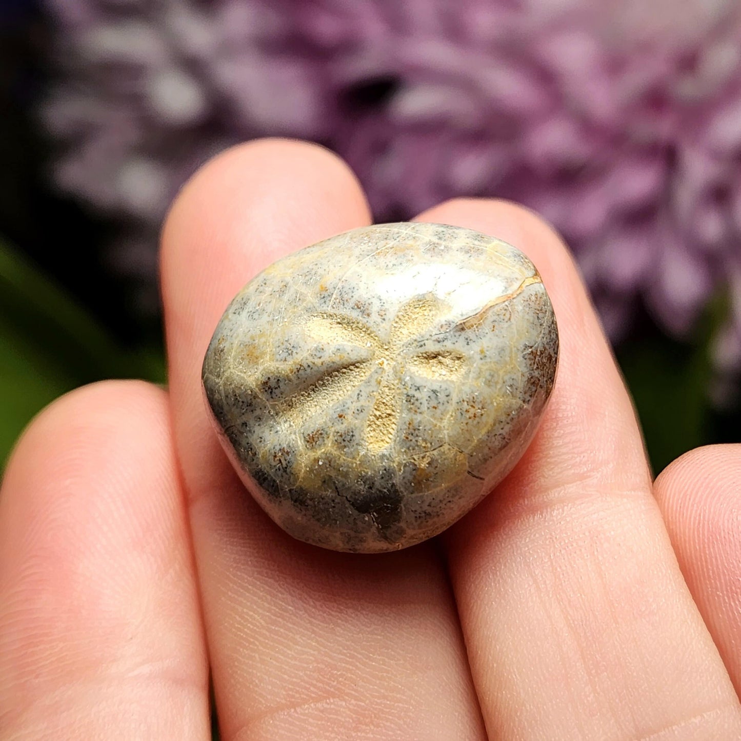 Sand Dollar Fossil