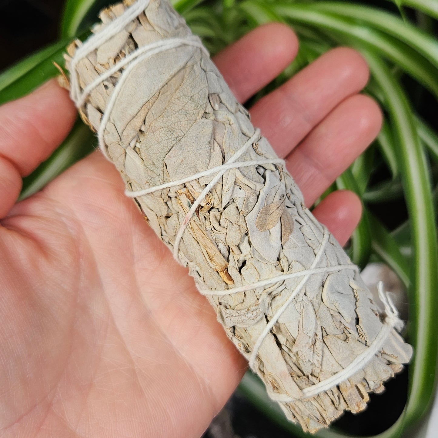 White Sage Smudge