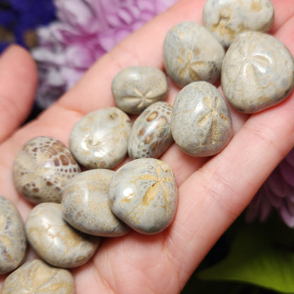 Sand Dollar Fossil