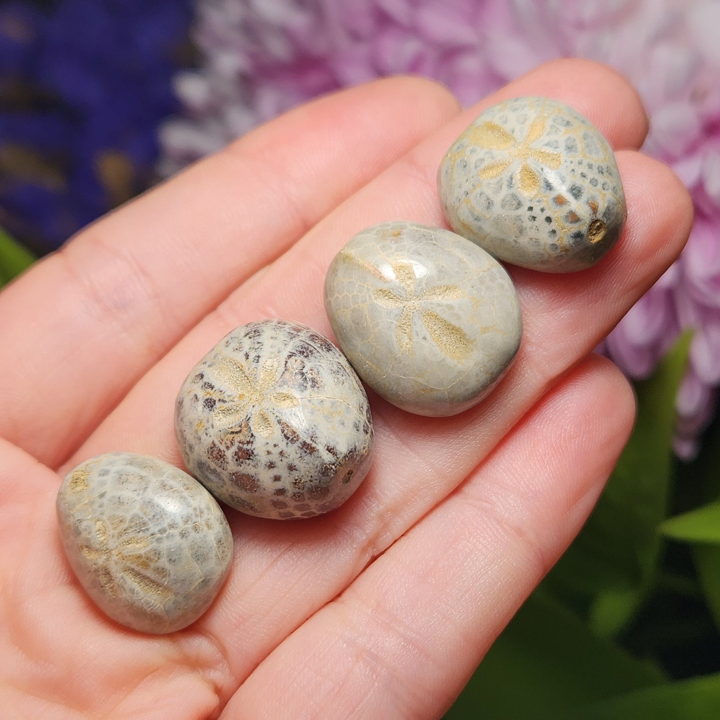 Sand Dollar Fossil