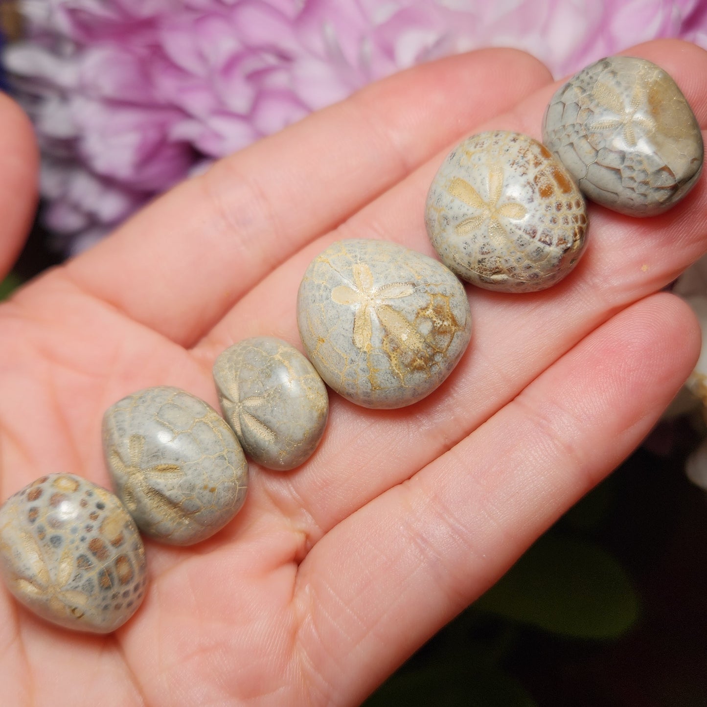 Sand Dollar Fossil