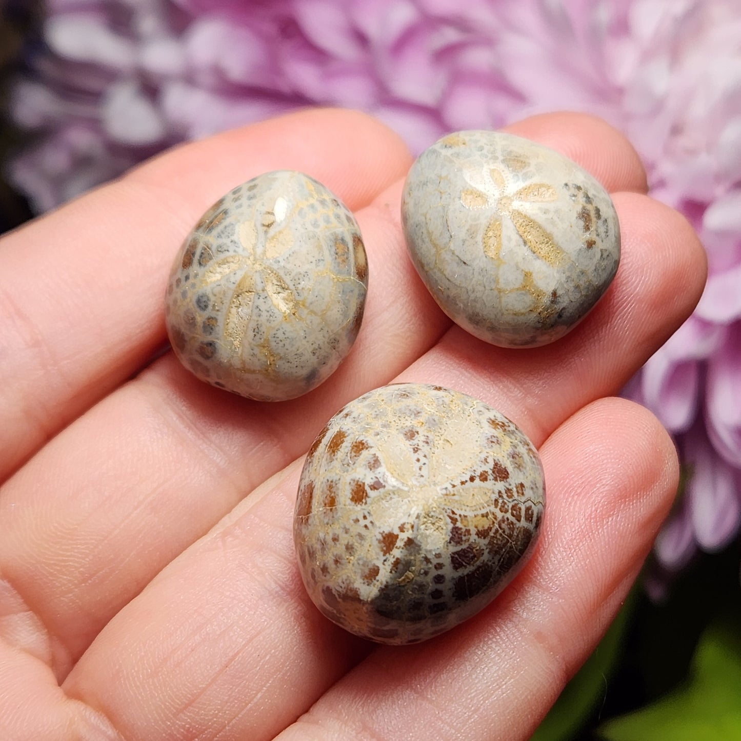 Sand Dollar Fossil