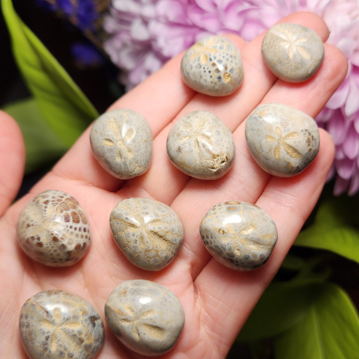 Sand Dollar Fossil