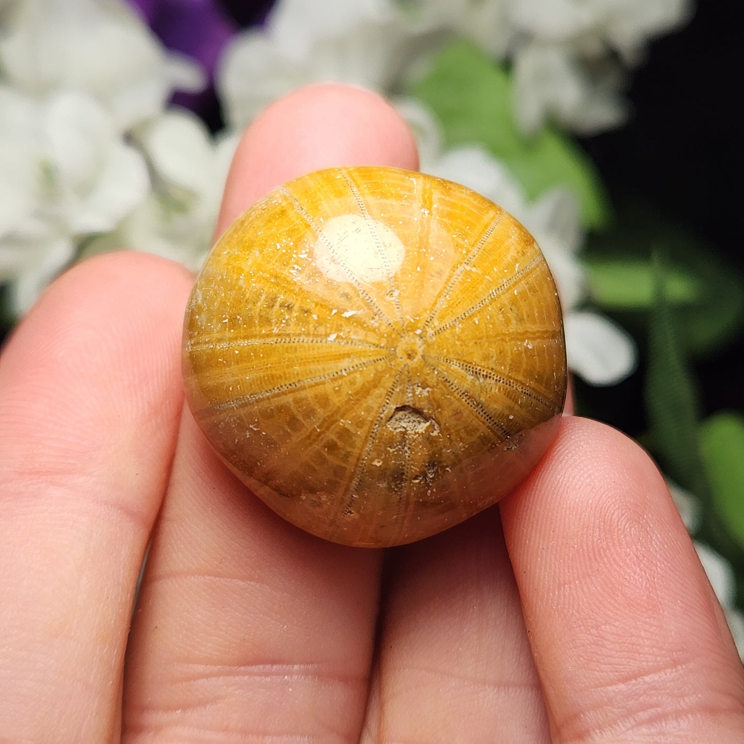 Sand Dollar Fossil Brown