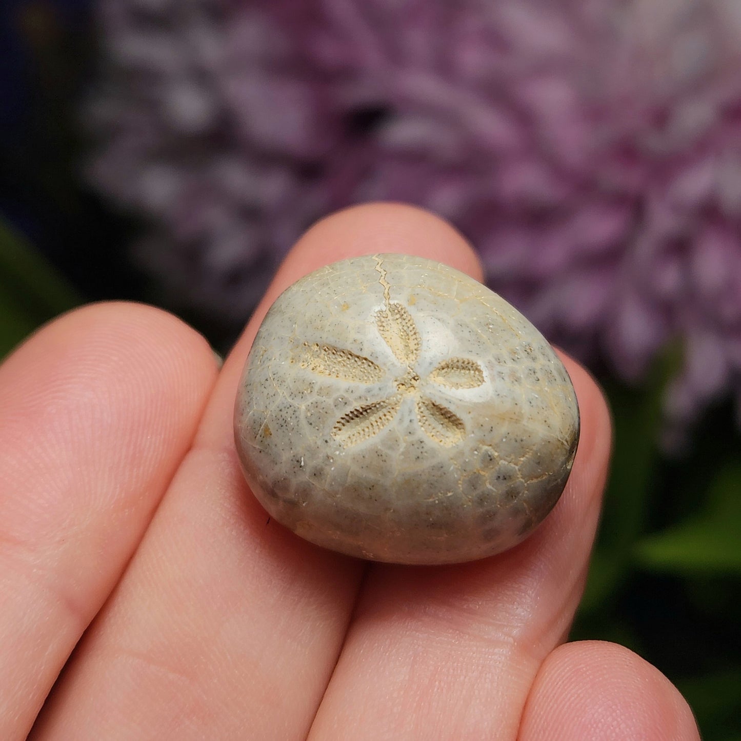 Sand Dollar Fossil