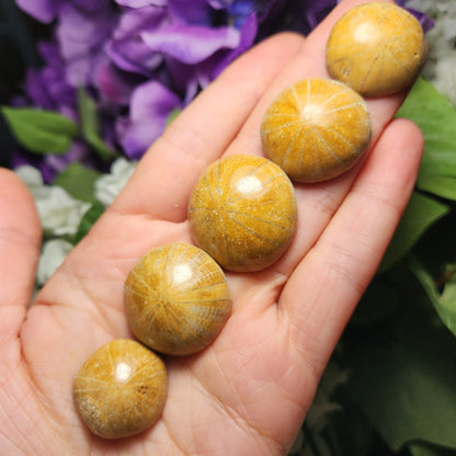 Sand Dollar Fossil Brown