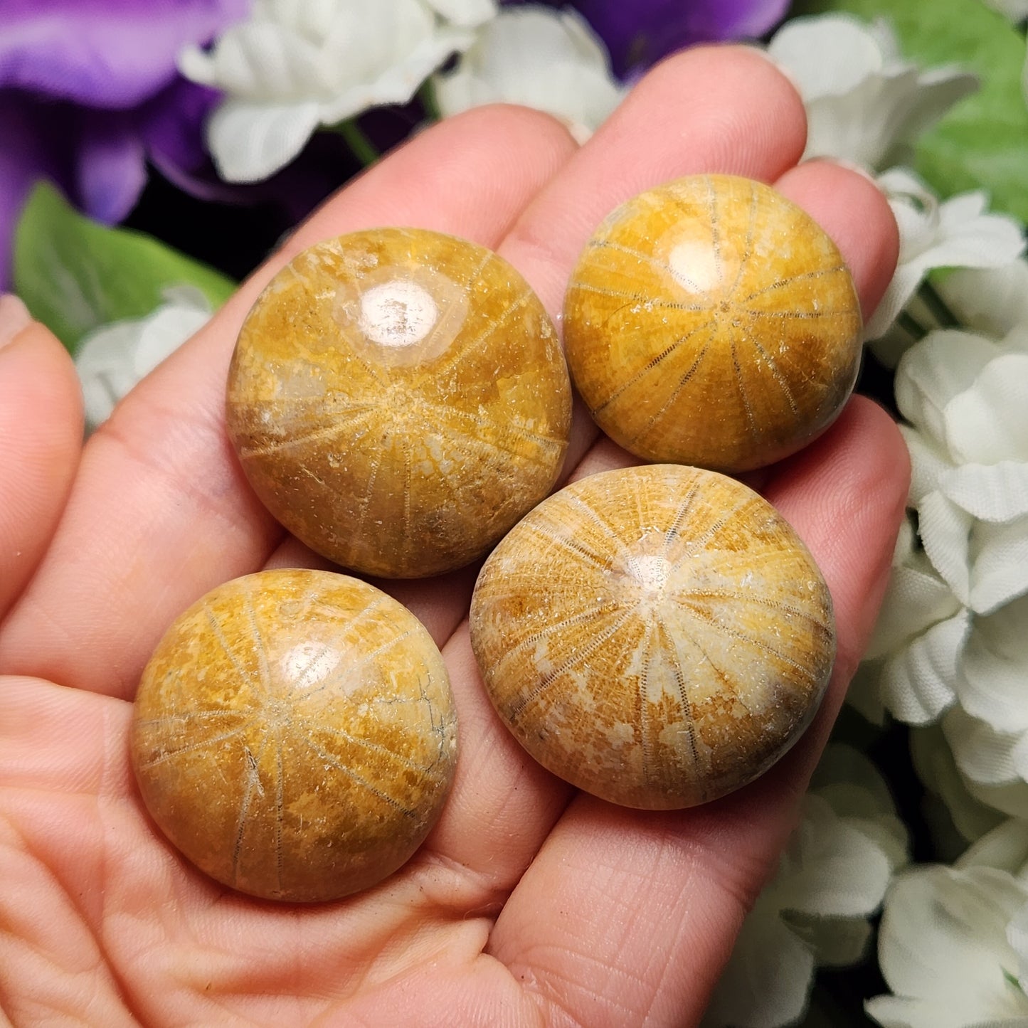 Sand Dollar Fossil Brown