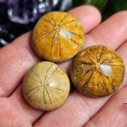 Sand Dollar Fossil Brown